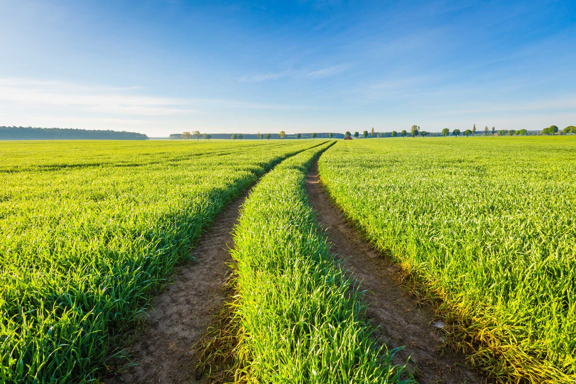 bright pathway in a green field