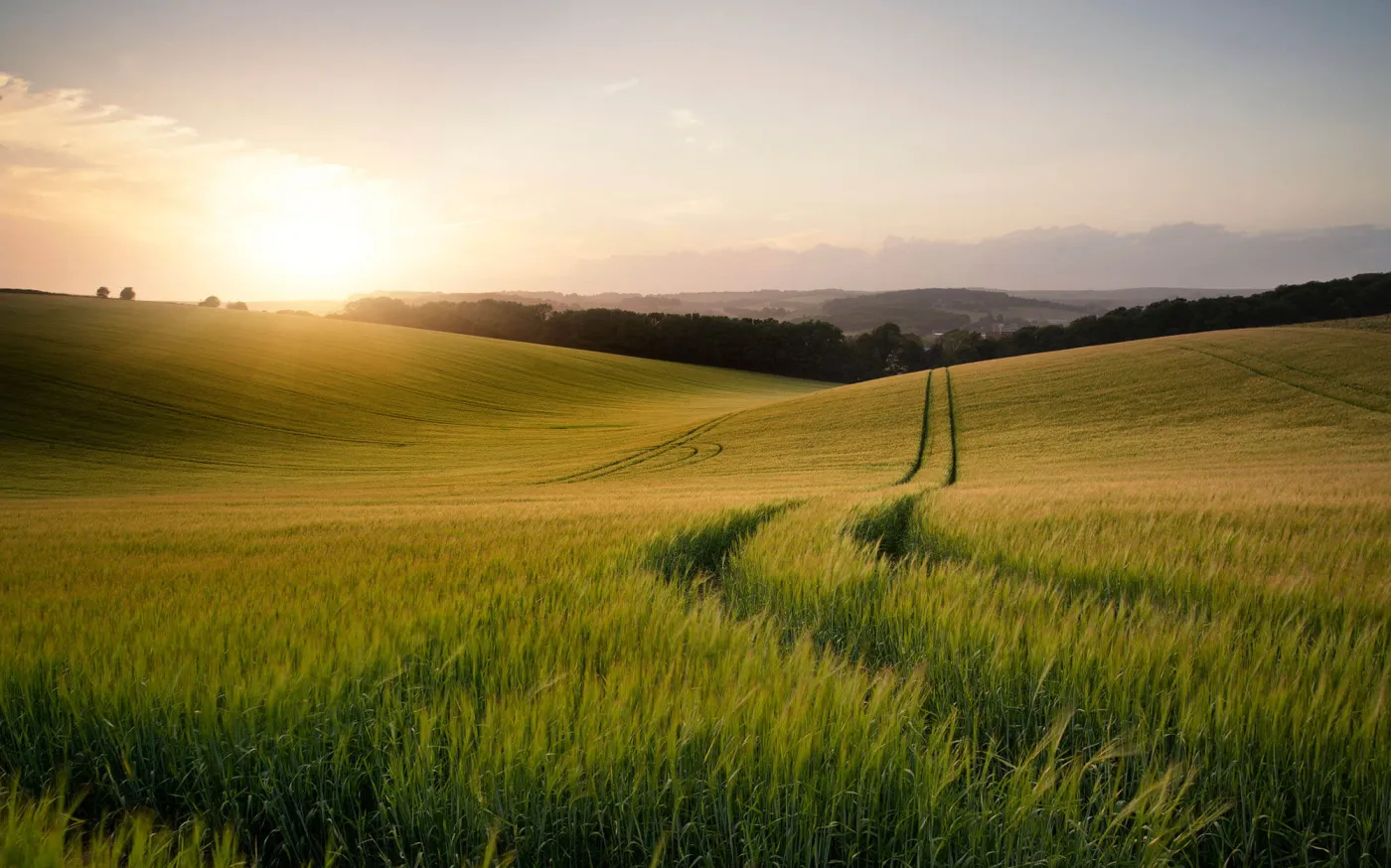 Summer landscape image of wheat field at sunset