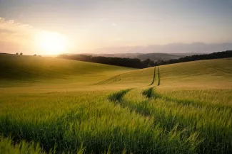 Summer landscape image of wheat field at sunset