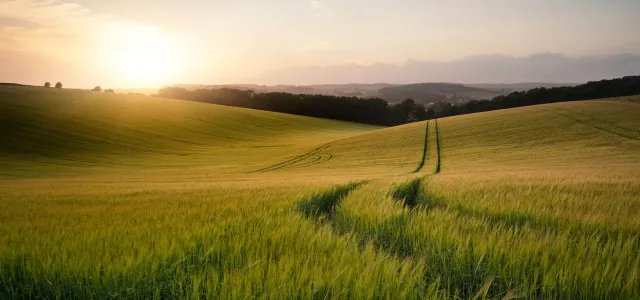 Summer landscape image of wheat field at sunset